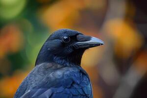 Crow staring with intense gaze against colorful bokeh background photo
