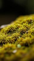 A close up of a mossy rock with green plants photo