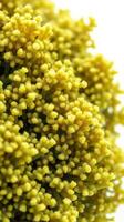 A close up of a bunch of yellow flowers photo