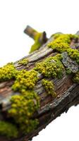 A close up of a moss covered branch photo