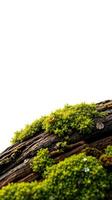 A green moss covered log with a bird sitting on top photo