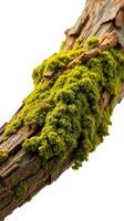 A close up of a moss covered branch photo