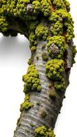 A moss covered tree trunk with a white background photo