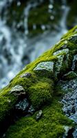 A rock with moss growing on it photo