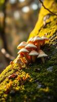A group of mushrooms growing on a moss covered tree photo