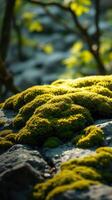 A rock with moss growing on it photo