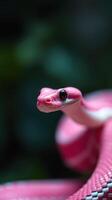 A close up of a pink snake with black eyes photo