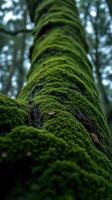 A tree trunk covered in moss photo