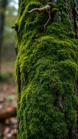 A close up of a tree trunk with moss growing on it photo