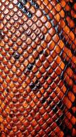 A close up of a snake skin photo