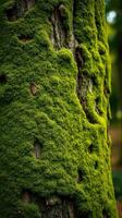 A close up of a tree trunk covered in moss photo