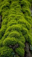 A close up of a moss covered tree trunk photo