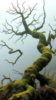 A moss covered tree in the fog photo