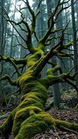 A moss covered tree in the woods photo