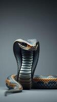 A cobra snake with its mouth open photo