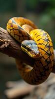 A yellow and black snake is curled up on a branch photo
