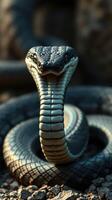 A cobra snake is shown with its mouth open photo