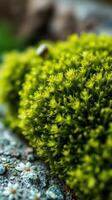 A close up of a green mossy plant photo