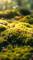 A close up of moss on the ground photo