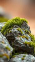 A close up of moss growing on rocks photo