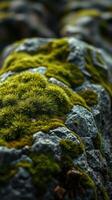A close up of moss growing on a rock photo