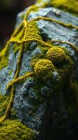 A close up of moss growing on a rock photo