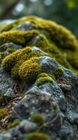 A close up of moss growing on a rock photo