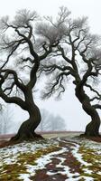Two trees in the snow with a path between them photo