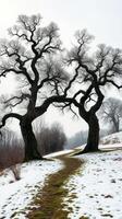 Two trees in the snow photo