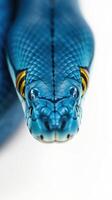 A close up of a blue snake's head photo