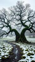 A large tree with snow on the ground photo