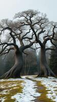 Two trees with no leaves photo