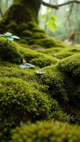 A moss covered forest floor photo