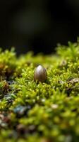 A small metal object sitting on top of a moss covered plant photo
