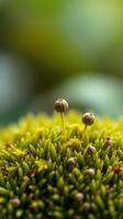 A close up of a small mushroom on top of a green moss photo