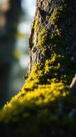 A close up of a tree with moss growing on it photo