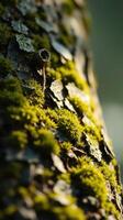 A close up of a moss covered tree trunk photo