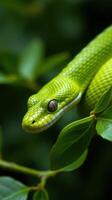 A green snake is sitting on a branch photo
