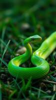 A green snake is sitting on the ground photo