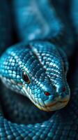 A close up of a blue snake with its head turned to the side photo