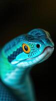 A close up of a blue snake with yellow eyes photo