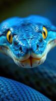 A close up of a blue snake's head photo