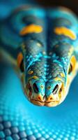 A snake with blue and yellow markings photo