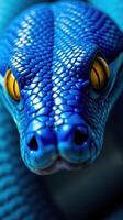 A close up of a blue snake with yellow eyes photo