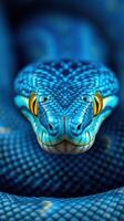 A close up of a blue snake with yellow eyes photo
