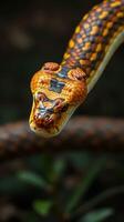 A close up of a snake with its head turned to the side photo