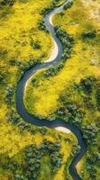 Aerial view of a river in a grassy field photo