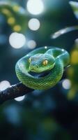 A green snake is sitting on a branch photo