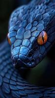 A close up of a snake with bright orange eyes photo