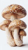Three mushrooms are arranged on top of each other photo